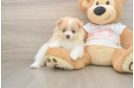 Pomeranian Pup Being Cute