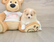 8 week old Pomeranian Puppy For Sale - Simply Southern Pups