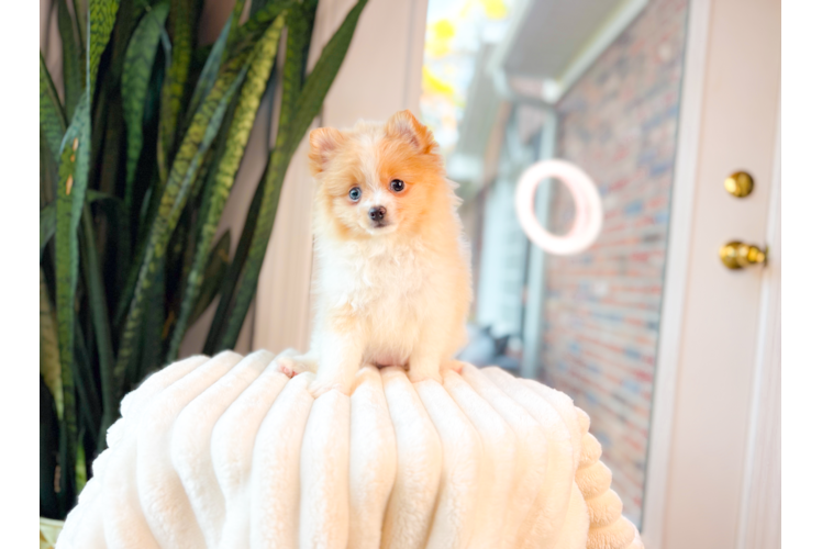 Pomeranian Puppy for Adoption