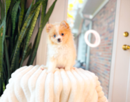 10 week old Pomeranian Puppy For Sale - Simply Southern Pups