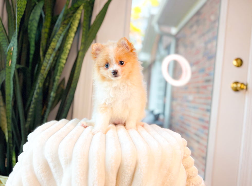 Pomeranian Puppy for Adoption