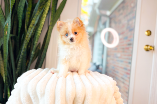 Pomeranian Puppy for Adoption