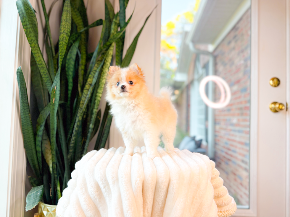 Cute Pomeranian Baby