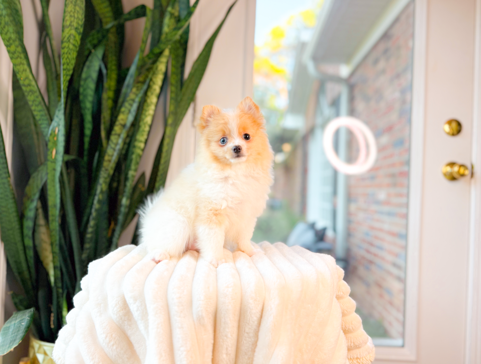 Cute Pomeranian Baby