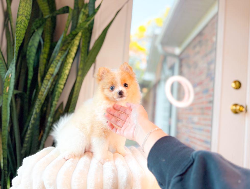Cute Pom Purebred Puppy