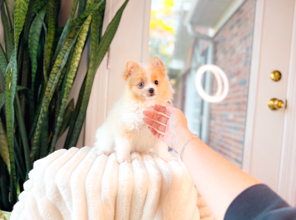 Cute Pomeranian Baby