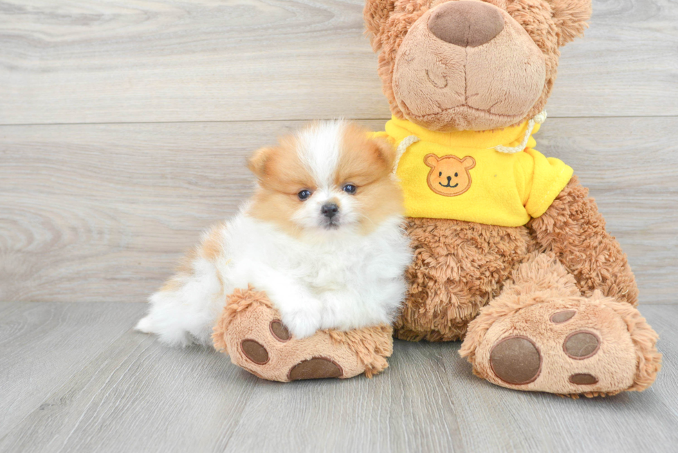 Cute Pomeranian Purebred Puppy
