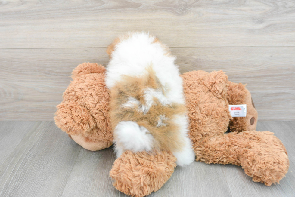 Pomeranian Pup Being Cute