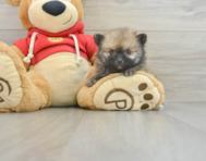 8 week old Pomeranian Puppy For Sale - Simply Southern Pups