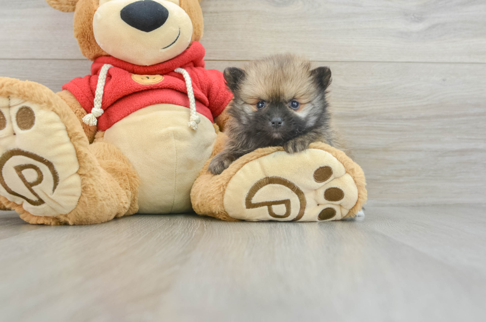 8 week old Pomeranian Puppy For Sale - Simply Southern Pups