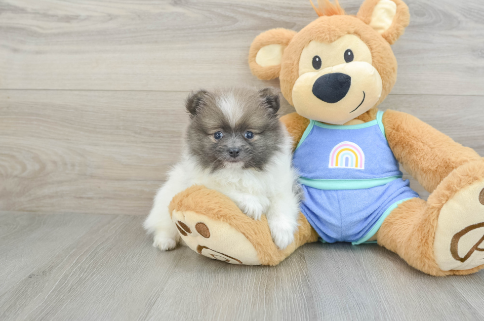 8 week old Pomeranian Puppy For Sale - Simply Southern Pups