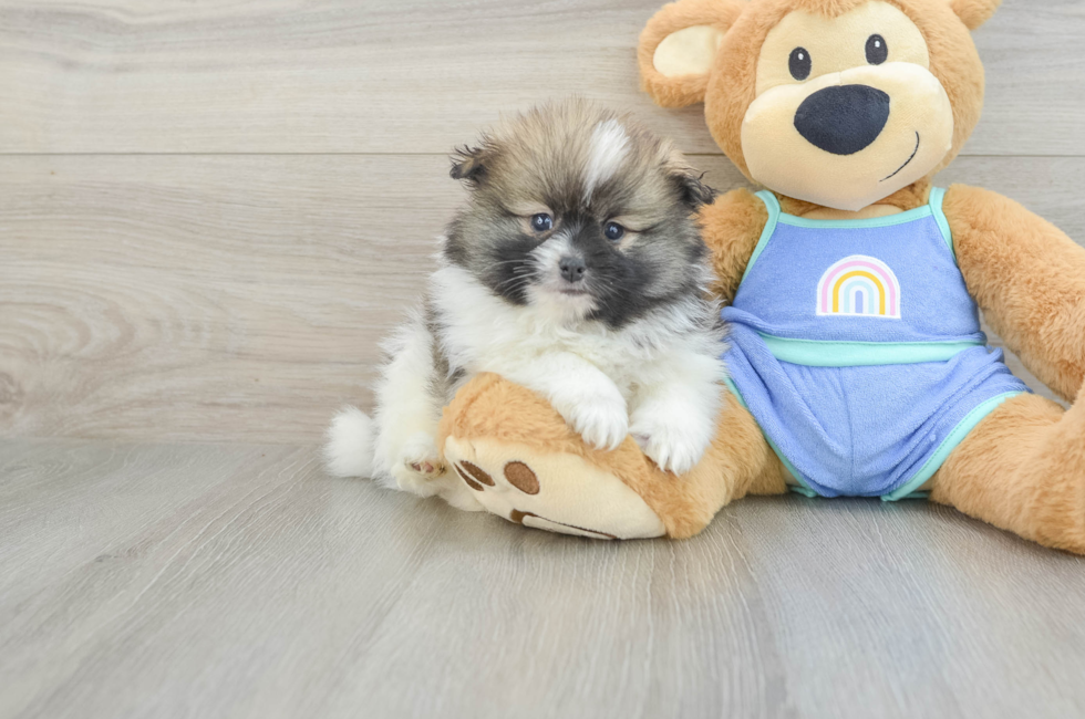 7 week old Pomeranian Puppy For Sale - Simply Southern Pups