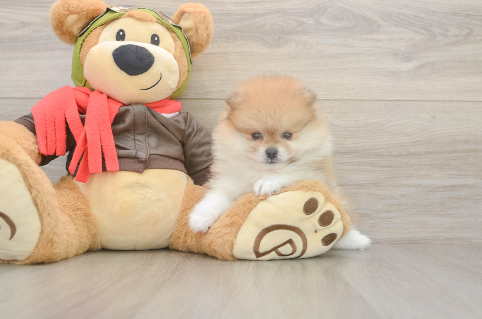 5 week old Pomeranian Puppy For Sale - Simply Southern Pups