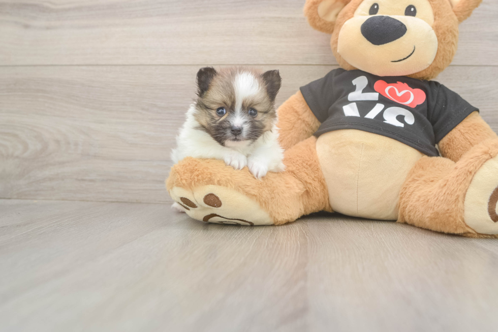 Meet Tristan - our Pomeranian Puppy Photo  2/3 - Simply Southern Pups Pomeranian Puppy for Adoption