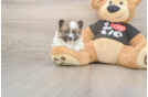 Meet Tristan - our Pomeranian Puppy Photo  2/3 - Simply Southern Pups Pomeranian Puppy for Adoption