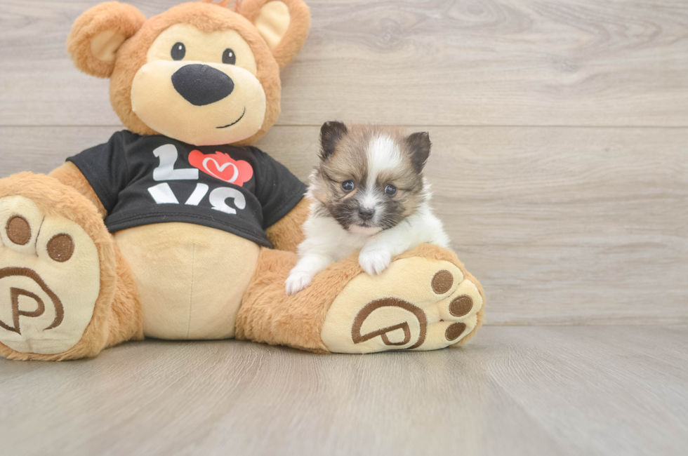 5 week old Pomeranian Puppy For Sale - Simply Southern Pups