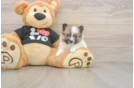 Meet Tristan - our Pomeranian Puppy Photo  1/3 - Simply Southern Pups Pomeranian Pup Being Cute