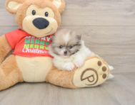 8 week old Pomeranian Puppy For Sale - Simply Southern Pups