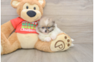 Popular Pomeranian Purebred Pup
