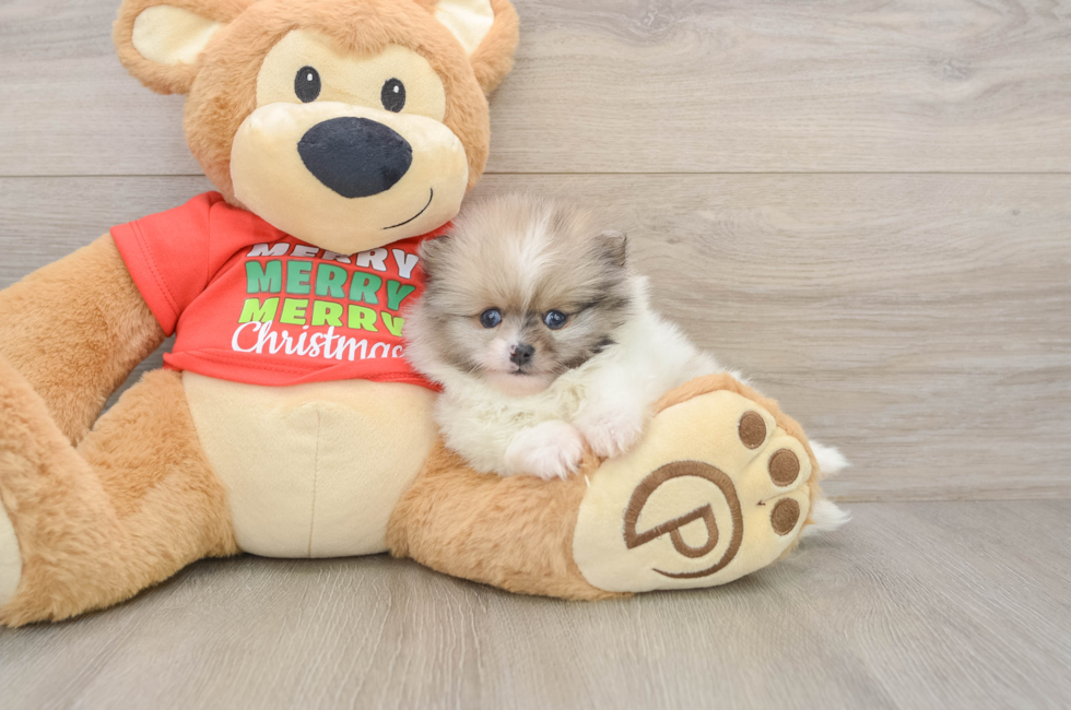 5 week old Pomeranian Puppy For Sale - Simply Southern Pups