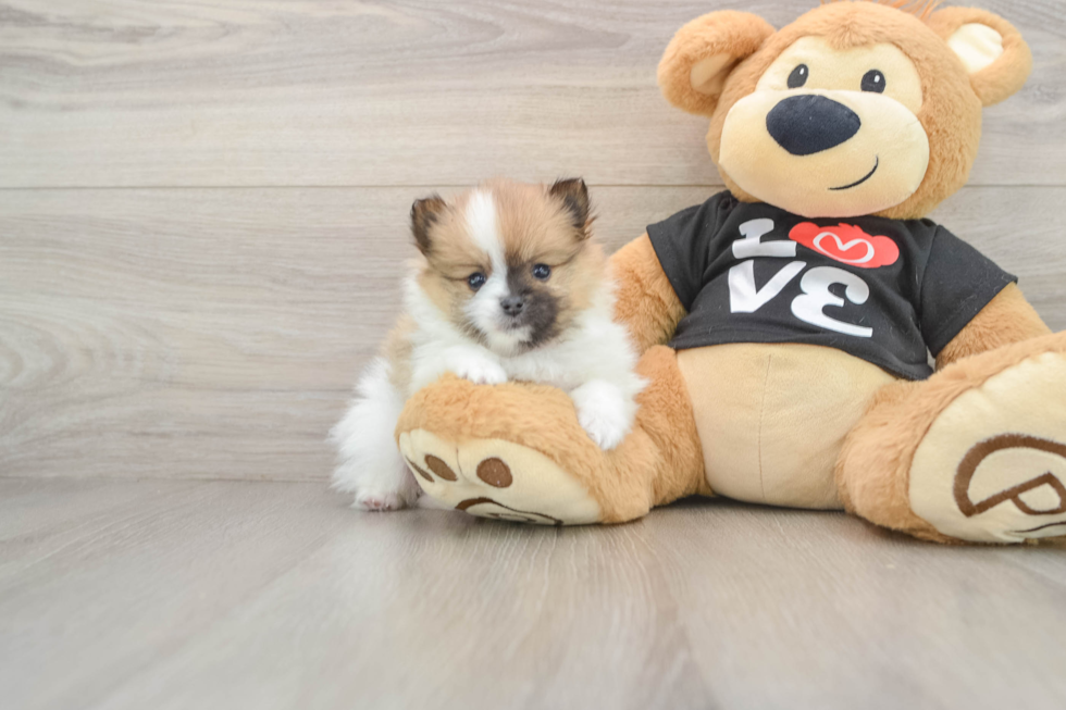 Small Pomeranian Baby