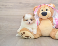 9 week old Pomeranian Puppy For Sale - Simply Southern Pups