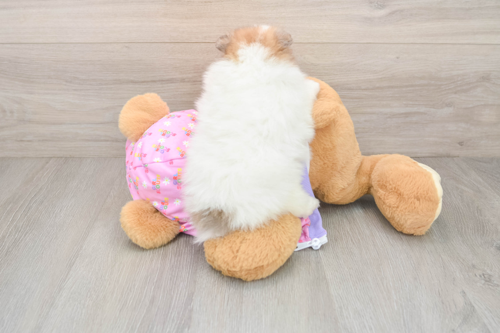 Akc Registered Pomeranian Purebred Pup