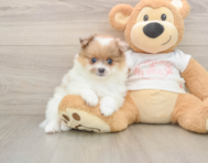 8 week old Pomeranian Puppy For Sale - Simply Southern Pups