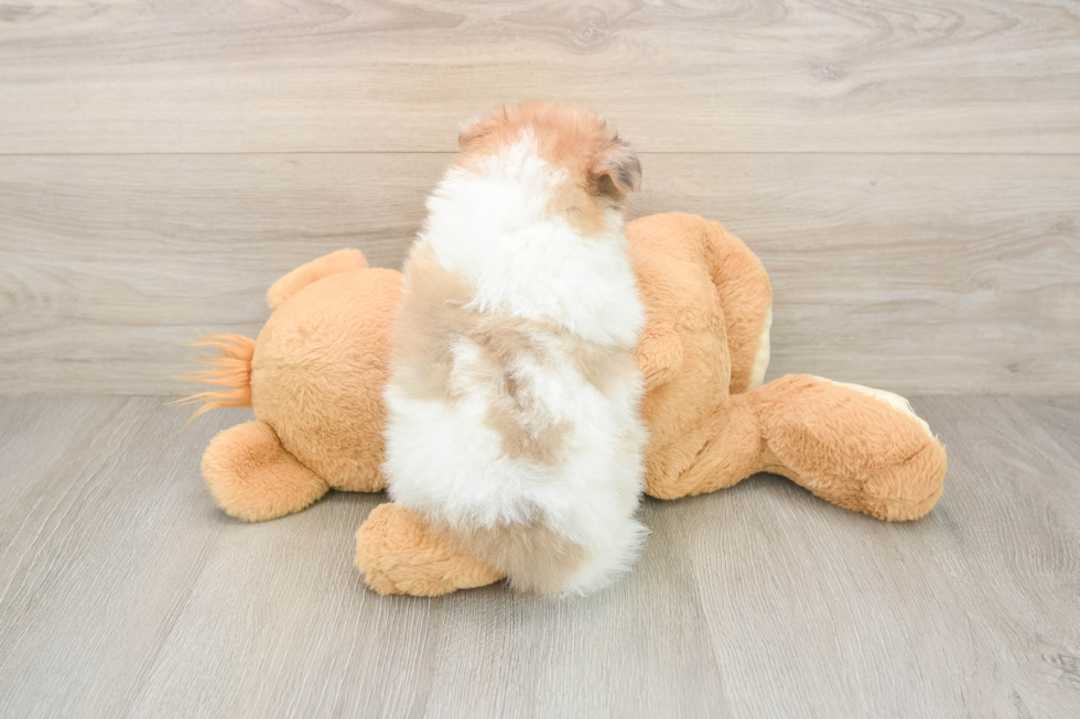 Funny Pomeranian Baby