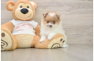 Funny Pomeranian Purebred Pup