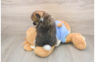 Pomeranian Pup Being Cute