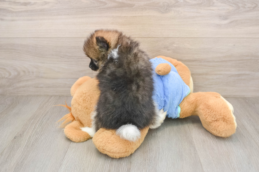 Pomeranian Pup Being Cute