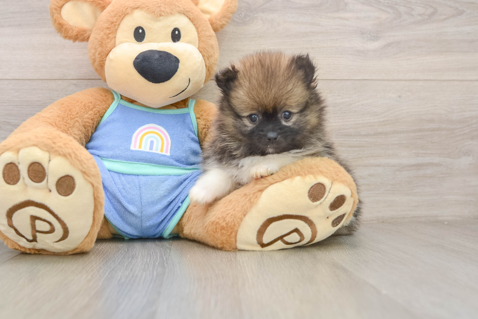 Pomeranian Puppy for Adoption