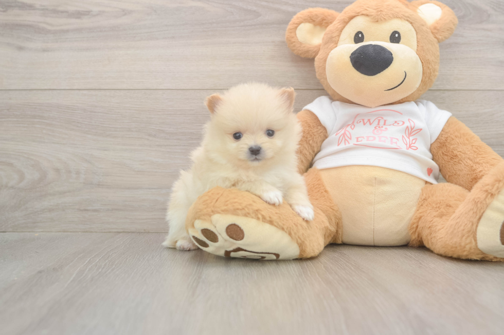 Meet Walt - our Pomeranian Puppy Photo  2/3 - Simply Southern Pups Akc Registered Pomeranian Purebred Pup