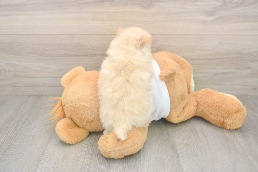 Meet Walt - our Pomeranian Puppy Photo  3/3 - Simply Southern Pups Sweet Pom Dog Purebred Puppy