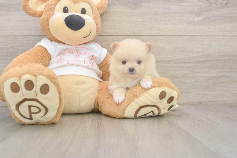 Meet Walt - our Pomeranian Puppy Photo  1/3 - Simply Southern Pups Smart Dwarf Spitz Purebred Puppy