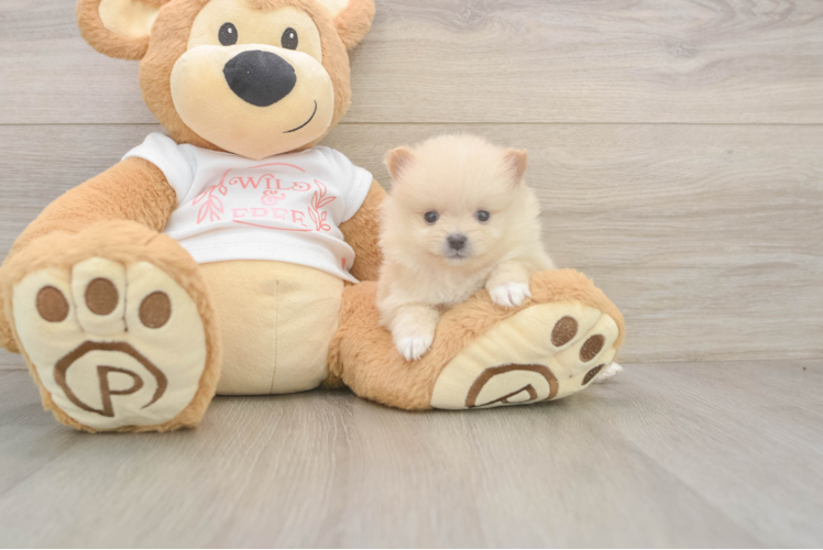 Meet Walt - our Pomeranian Puppy Photo  1/3 - Simply Southern Pups Smart Dwarf Spitz Purebred Puppy