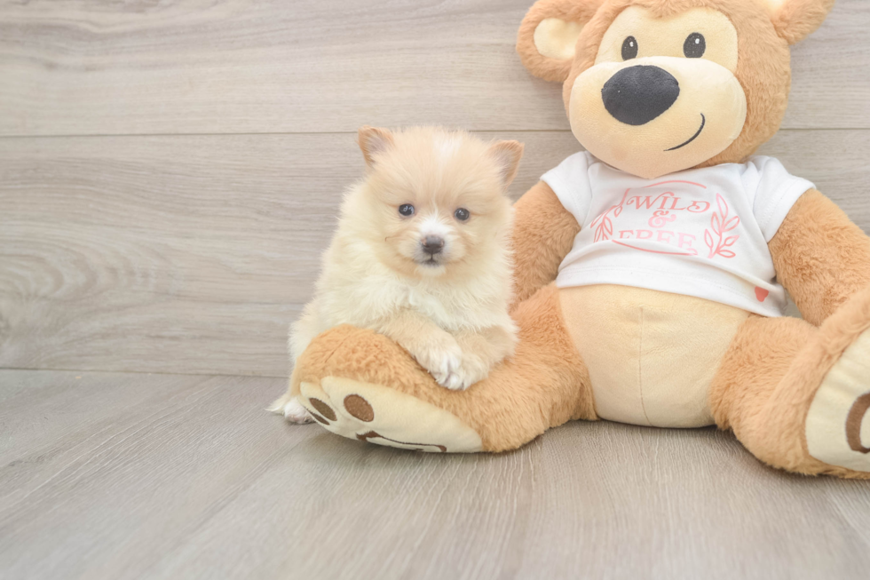 Meet Warren - our Pomeranian Puppy Photo  2/3 - Simply Southern Pups Best Pomeranian Baby