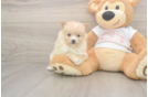 Meet Warren - our Pomeranian Puppy Photo  2/3 - Simply Southern Pups Best Pomeranian Baby