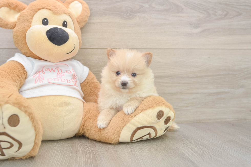 Meet Warren - our Pomeranian Puppy Photo  1/3 - Simply Southern Pups Pomeranian Puppy for Adoption
