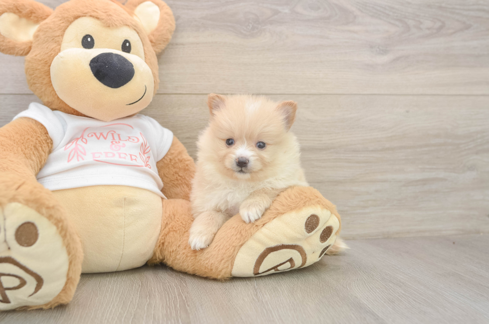 5 week old Pomeranian Puppy For Sale - Simply Southern Pups