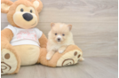 Meet Warren - our Pomeranian Puppy Photo  1/3 - Simply Southern Pups Pomeranian Puppy for Adoption