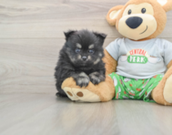 7 week old Pomeranian Puppy For Sale - Simply Southern Pups