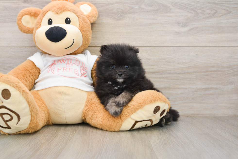 Akc Registered Pomeranian Purebred Pup