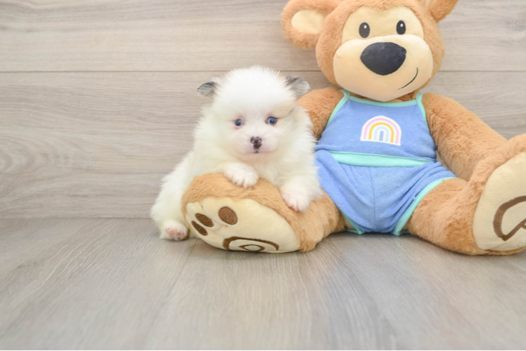 Pomeranian Pup Being Cute