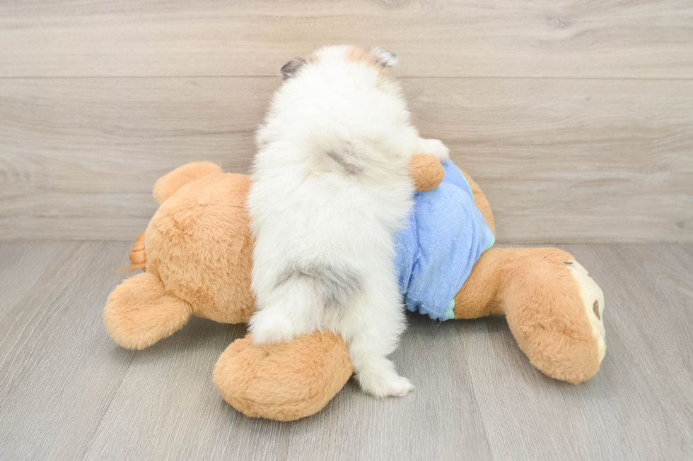 Pomeranian Pup Being Cute