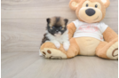 Akc Registered Pomeranian Baby