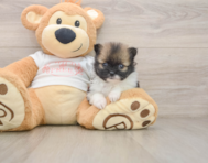 8 week old Pomeranian Puppy For Sale - Simply Southern Pups