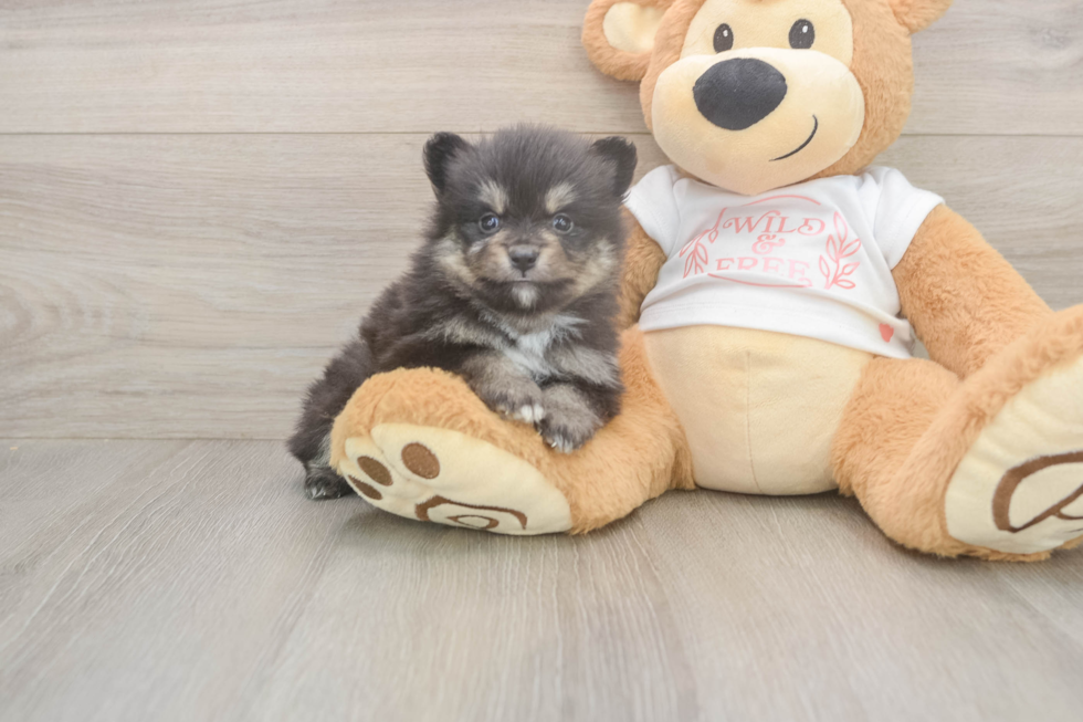 Meet Watts - our Pomeranian Puppy Photo  2/3 - Simply Southern Pups Best Pomeranian Baby