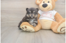 Meet Watts - our Pomeranian Puppy Photo  2/3 - Simply Southern Pups Best Pomeranian Baby